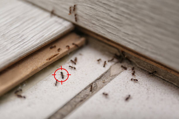 New Lexington, OH Pest Control Company